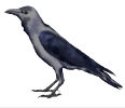 Panchpakshi Crow