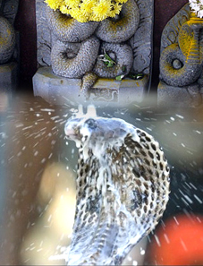 15 अगस्त - 2018, नाग पंचमी पर्व महत्व nagpanchami festival